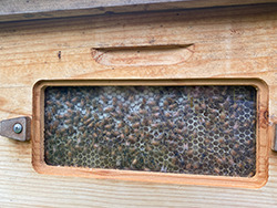 Hive #1 Bees